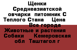 Щенки Среднеазиатской овчарки (питомник С Теплого Стана) › Цена ­ 20 000 - Все города Животные и растения » Собаки   . Кемеровская обл.,Таштагол г.